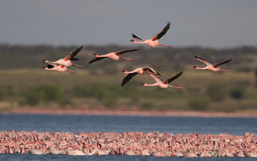 Banning lead shot: Good for birds & people (World Migratory Bird Day is May 12-13)